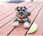 Small #6 Schnauzer (Miniature)