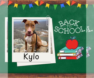 Kylo Lonestar* - Male American Pit Bull Terrier-Blue Lacy Mix Dog for Adoption - Photo #3
