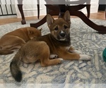 Small #17 Shiba Inu