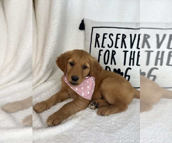 Medium Photo #1 Golden Retriever Puppy For Sale in GREENFIELD, IN, USA