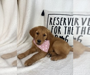 Golden Retriever Puppy for sale in GREENFIELD, IN, USA