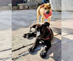 Small #25 American Staffordshire Terrier Mix