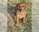 Small #3 Dachshund-Doberman Pinscher Mix