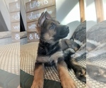Small Photo #21 German Shepherd Dog Puppy For Sale in UNIVERSITY PL, WA, USA