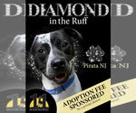 Small #2 American Pit Bull Terrier-Pointer Mix