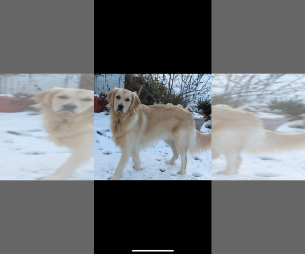 Medium Photo #1 English Cream Golden Retriever-Poodle (Standard) Mix Puppy For Sale in MC CONNELLSBURG, PA, USA