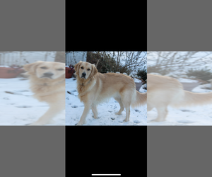 Mother of the English Cream Golden Retriever-Poodle (Standard) Mix puppies born on 03/30/2026