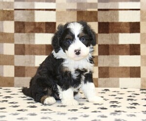Bernedoodle (Miniature) Puppy for sale in DENVER, PA, USA