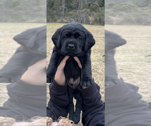 Father of the Labrador Retriever puppies born on 05/10/2025