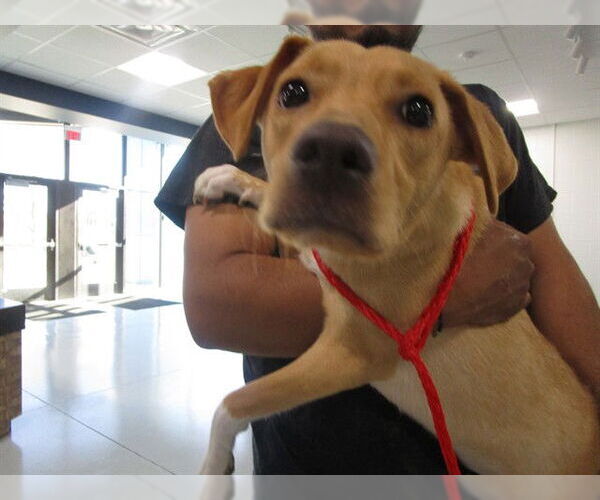 Medium Photo #1 Labrador Retriever-Unknown Mix Puppy For Sale in Temple, TX, USA