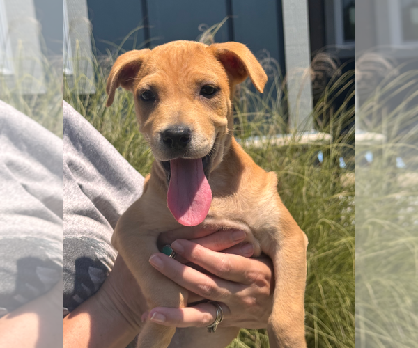 Medium Photo #16 Labrador Retriever-Unknown Mix Puppy For Sale in Holly Springs, NC, USA