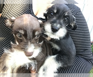 Schnauzer (Standard) Puppy for sale in SAN DIEGO, CA, USA