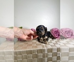 Small Photo #3 YorkiePoo Puppy For Sale in FENTON, MI, USA