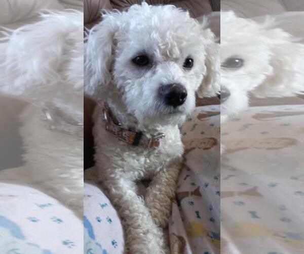 Medium Photo #2 Bichon Frise-Unknown Mix Puppy For Sale in Brooklyn Center, MN, USA