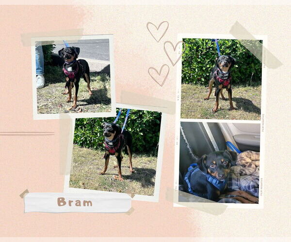 Medium Photo #4 Chihuahua-Unknown Mix Puppy For Sale in Yuba City, CA, USA