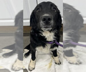English Springer Spaniel-Unknown Mix Dogs for adoption in Forestville, MD, USA