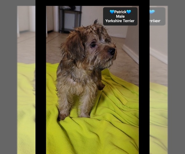 Medium Photo #3 Yorkshire Terrier Puppy For Sale in TUCSON, AZ, USA