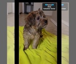 Small #2 Yorkshire Terrier