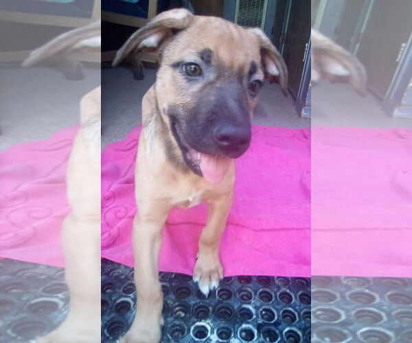 Medium Photo #8 Mutt Puppy For Sale in Apple Valley, CA, USA