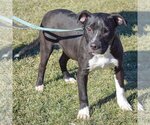 Small #3 American Staffordshire Terrier-Boxer Mix