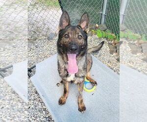 German Shepherd Dog Dogs for adoption in Manahawkin, NJ, USA