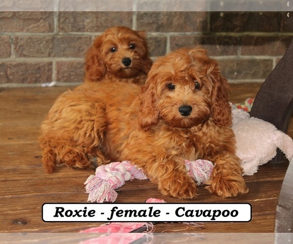Medium Photo #2 Cavapoo Puppy For Sale in CLARKRANGE, TN, USA