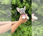 Small #1 French Bulldog