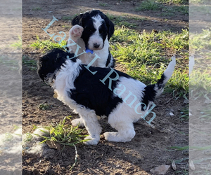 Poodle (Standard) Puppy for sale in SAN ANTONIO, TX, USA