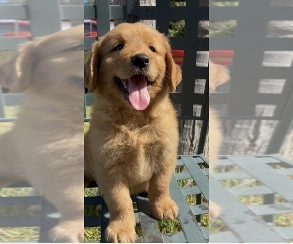 Medium Photo #1 Golden Retriever Puppy For Sale in SANTA ANA, CA, USA