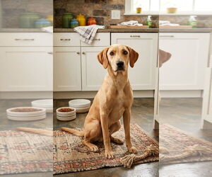 Labrador Retriever-Unknown Mix Dogs for adoption in Genesee, WI, USA