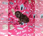 Small #5 Yorkshire Terrier