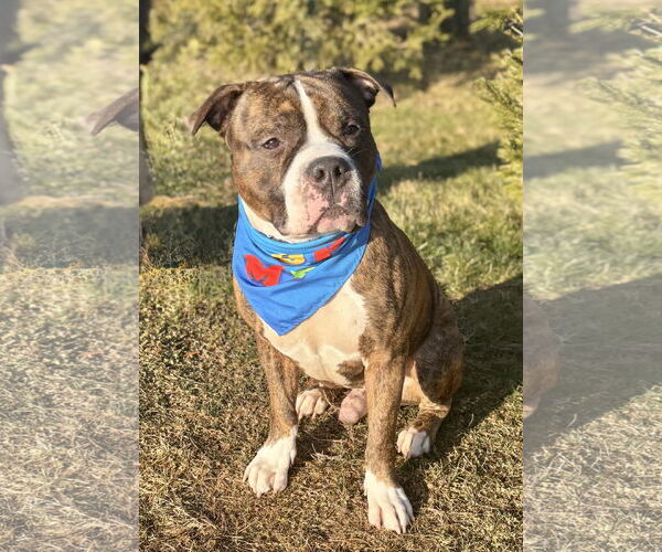 Medium Photo #1 American Pit Bull Terrier-Unknown Mix Puppy For Sale in Spring Lake, NJ, USA