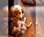Small Photo #6 Australian Shepherd-Unknown Mix Puppy For Sale in Lakewood, CO, USA