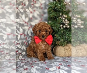 Goldendoodle (Miniature) Puppy for sale in NOTTINGHAM, PA, USA