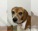 Small #3 Beagle