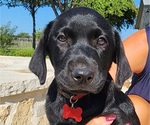 Small #7 Labrador Retriever
