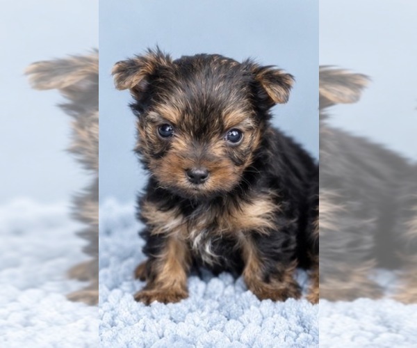 Medium Photo #1 Yorkshire Terrier Puppy For Sale in BRANDON, MS, USA
