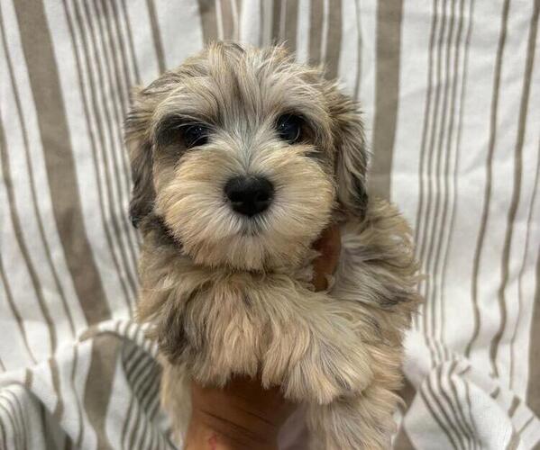 Medium Photo #1 Schnauzer (Miniature) Puppy For Sale in DALLAS, GA, USA