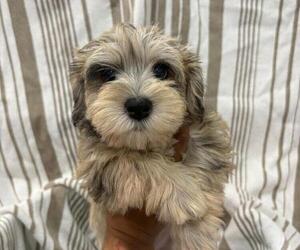 Schnauzer (Miniature) Puppy for sale in DALLAS, GA, USA