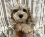 Truffle - Female Schnauzer (Miniature) Puppy for Sale - Small photo