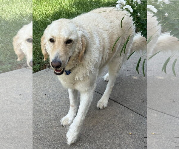 Medium Photo #3 Golden Pyrenees Puppy For Sale in Mount Airy, NC, USA
