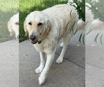 Small #2 Golden Pyrenees