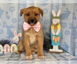 Jack Russell Terrier-Unknown Mix Puppy for sale in LANCASTER, PA, USA