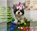Small Photo #8 Shih Tzu Puppy For Sale in RIPLEY, MS, USA