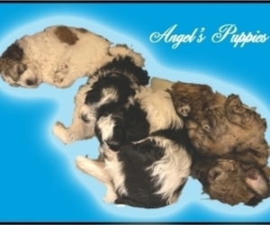 ShihPoo Puppy for sale in BOCA RATON, FL, USA