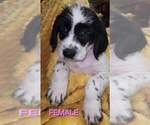 Puppy Snoop dog Aussiedoodle-Labradoodle Mix