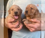 Small Photo #10 Golden Retriever Puppy For Sale in TOWN CREEK, AL, USA