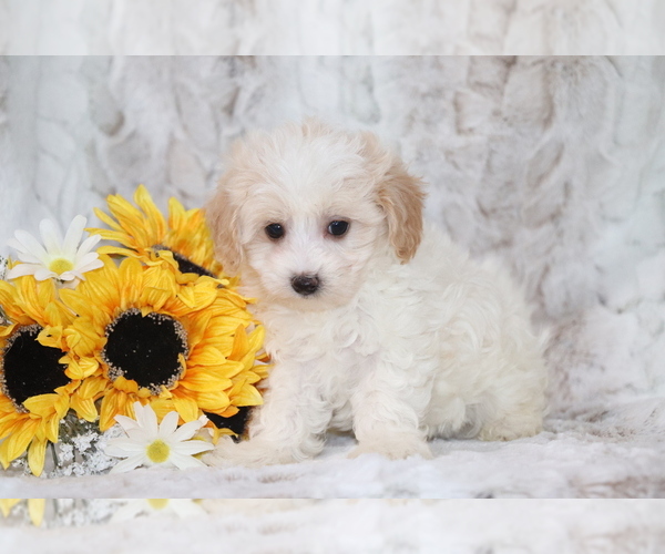 Medium Photo #3 Maltipoo Puppy For Sale in SHILOH, OH, USA