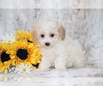 Small #2 Maltipoo