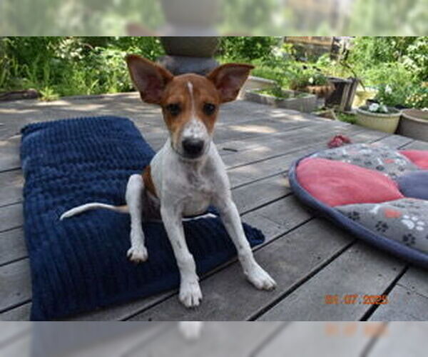 Medium Photo #2 Basenji-Unknown Mix Puppy For Sale in Grafton, WI, USA